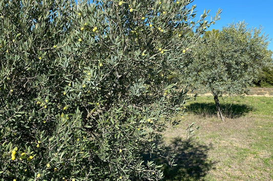 Huile d'olive : polyphénols